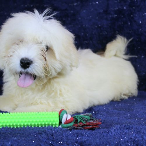 Chiots coton de tulear #3