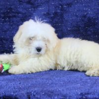 Chiots coton de tulear #2