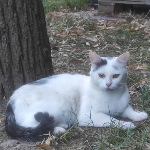 Oreo jeune chat à l'adoption #3