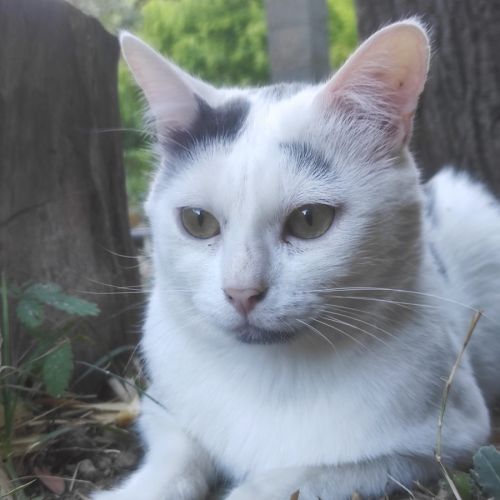 Oreo jeune chat à l'adoption #4