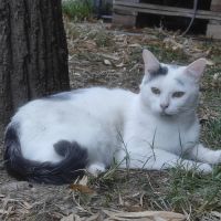 Oreo jeune chat à l'adoption #2