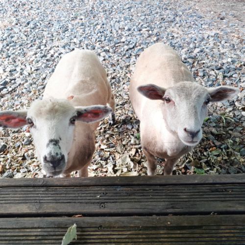 Moutons (brebis x2, jeunes - 6 mois) #2