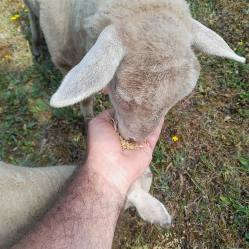 Moutons (brebis x2, jeunes - 6 mois) #3