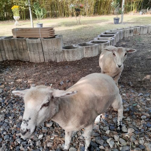 Moutons (brebis x2, jeunes - 6 mois) #4