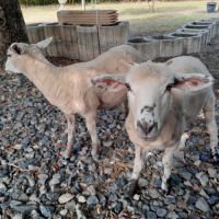 Moutons (brebis x2, jeunes - 6 mois)