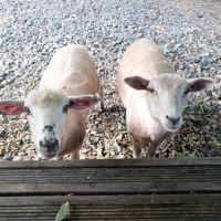 Moutons (brebis x2, jeunes - 6 mois) #2