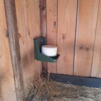 Moutons (brebis x2, jeunes - 6 mois) #5