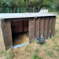 Moutons (brebis x2, jeunes - 6 mois) #6