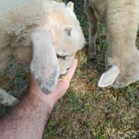 Moutons (brebis x2, jeunes - 6 mois) #7
