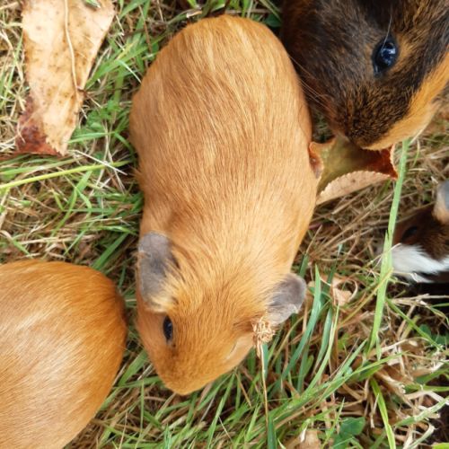 Femelle cochon d'inde à vendre #1