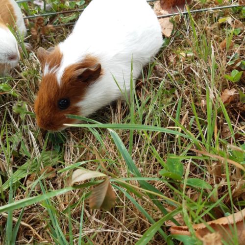 Femelle cochon d'inde à vendre #4