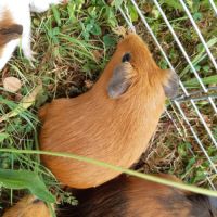 Femelle cochon d'inde à vendre #2