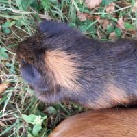 Femelle cochon d'inde à vendre #3