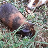 Femelle cochon d'inde à vendre #5