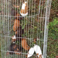 Femelle cochon d'inde à vendre #0