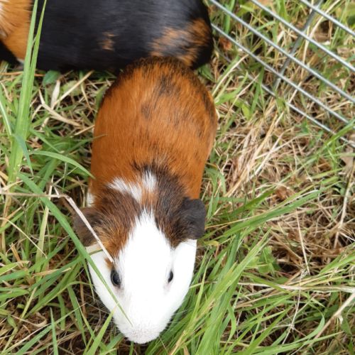 Cochon d'inde male à vendre #2