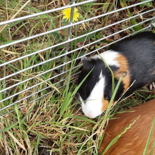 Cochon d'inde male à vendre #3