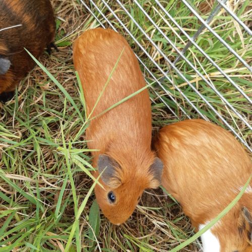 Cochon d'inde male à vendre #6