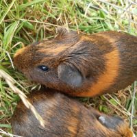 Cochon d'inde male à vendre #1