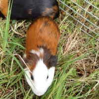 Cochon d'inde male à vendre #2