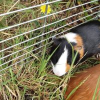 Cochon d'inde male à vendre #3