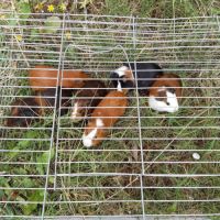 Cochon d'inde male à vendre