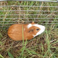 Cochon d'inde male à vendre #5