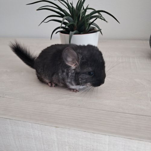 Chinchilla mâle black pearl #1