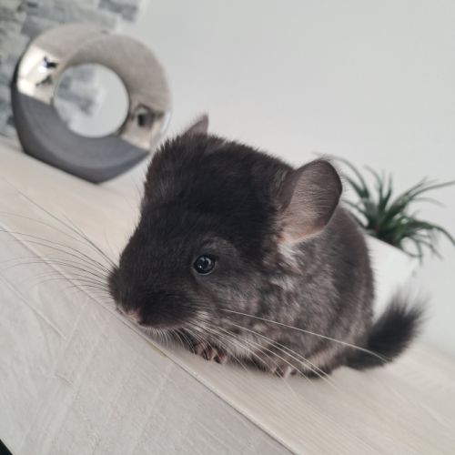 Chinchilla mâle black pearl #3
