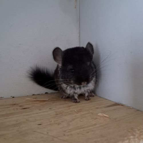 Chinchilla mâle black pearl