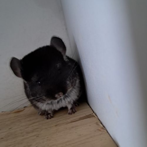 Chinchilla mâle black pearl #5