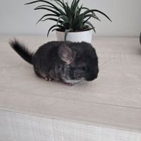 Chinchilla mâle black pearl #1