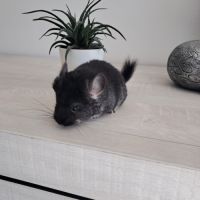 Chinchilla mâle black pearl #2