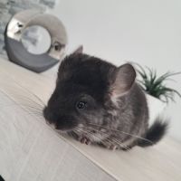 Chinchilla mâle black pearl #3