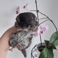 Chinchilla femelle black pearl #4