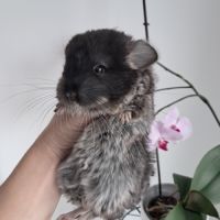 Chinchilla femelle black pearl