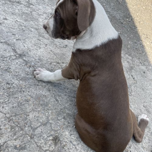 Femelles bull terrier x croisé #5