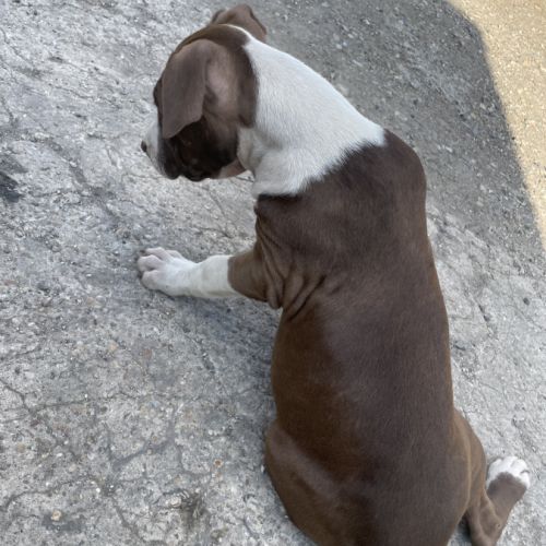 Femelles bull terrier x croisé #6