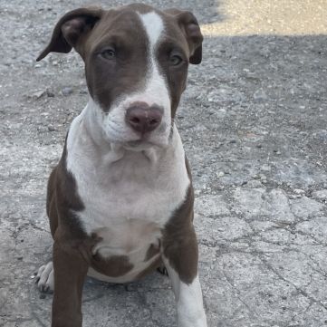 Femelles bull terrier x croisé #0