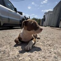 Femelles bull terrier x croisé #1