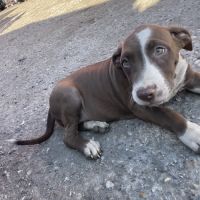 Femelles bull terrier x croisé #3