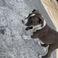 Femelles bull terrier x croisé #4