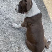 Femelles bull terrier x croisé #5