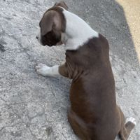 Femelles bull terrier x croisé #6