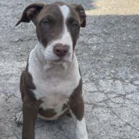 Femelles bull terrier x croisé