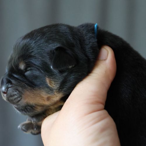 Sublimes chiots rottweiler lof #1
