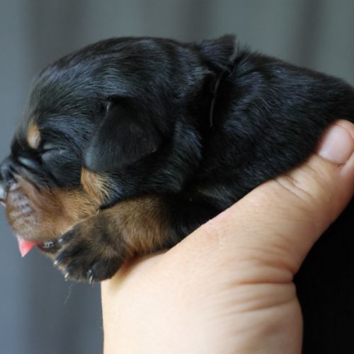 Sublimes chiots rottweiler lof #2
