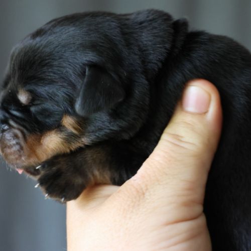 Sublimes chiots rottweiler lof #4
