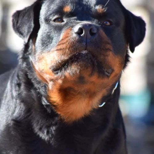Sublimes chiots rottweiler lof #6