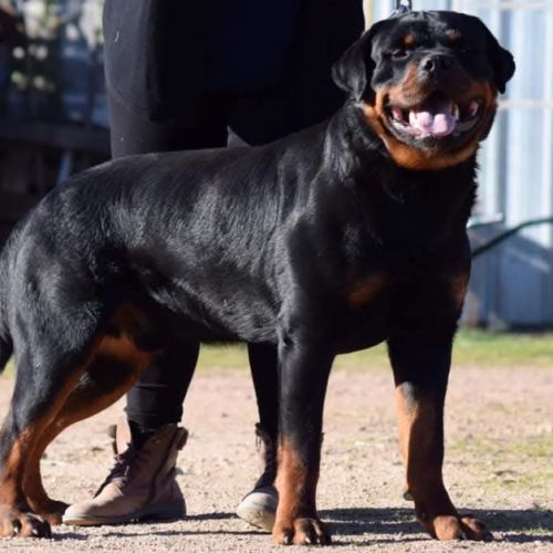 Sublimes chiots rottweiler lof #7